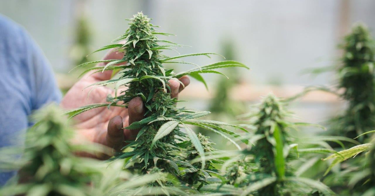Buy Marijuana Online Europe with Fast Shipping & Quality Cannabis