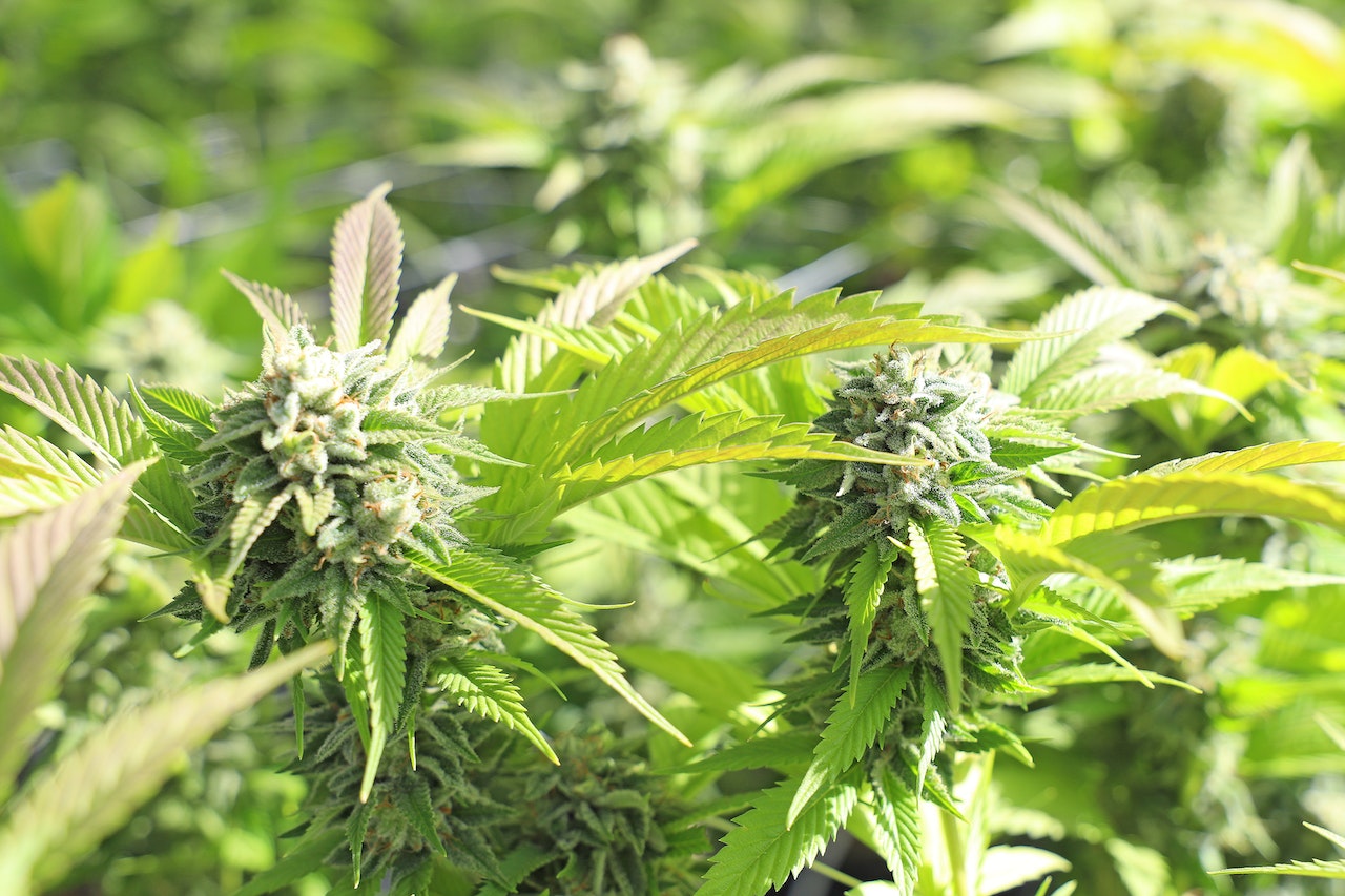 Buy Marijuana Online Europe with Fast Shipping & Quality Cannabis
